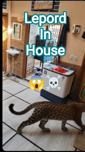 Leopard Enters House & The Unexpected Happens #viral #shorts