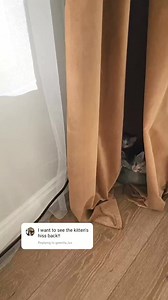 When you're not invited to the curtain club 😂 the other two just hissing to support | Fostering kittens