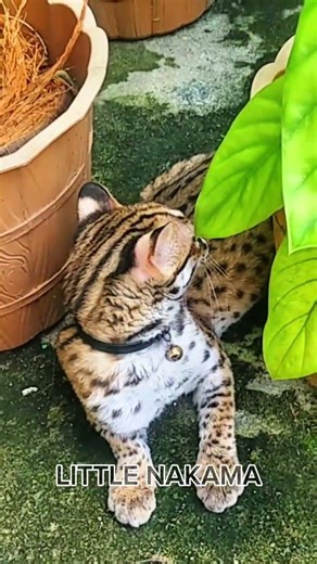 KUCING HUTAN JINAK #hewandilindungi #cat #kucinghutan #animals #kucing #kucinglucu #macanakar #pet