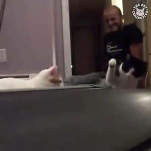 These confused cats are basically me 😂 | The Pet Collective