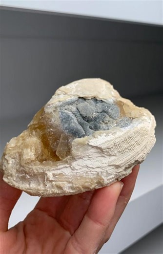 Crystal Clam Fossil With Gemmy Golden Calcite – Ruck’s Pit, Florida - Etsy