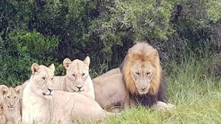 Sudafrica, bracconieri sbranati vivi dai leoni in una riserva