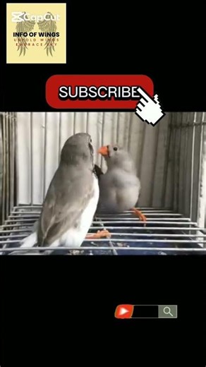 Euro Finch|Happy Finch Couple