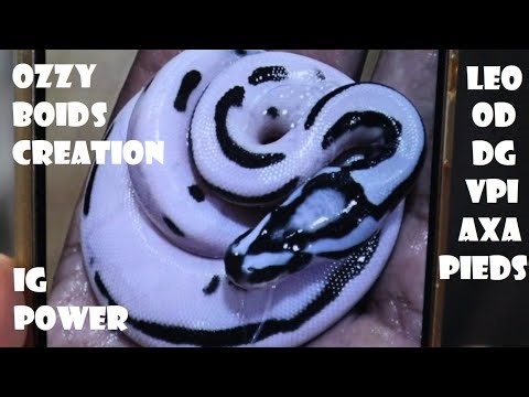 LEO OD DG VPI AXANTHIC PIED PROJECT PLUS THE POWER OF IG IN MARKETING AND COLLABS