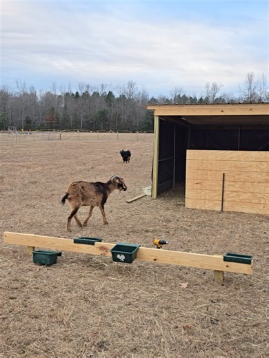 Building a Windproof Wall for Goats