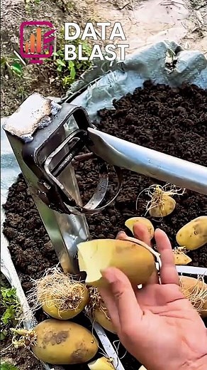 Potato Sprout Cutting Tool! Smart Farming Technique #shorts