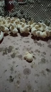 ma sabtan ra ninyo nganong patyon ang luya nga manok, kung kamo na ang mag tukod og poultry tapos kamo mag atiman sa inyong manok #poultryfarming #foryou | Albert Damalan