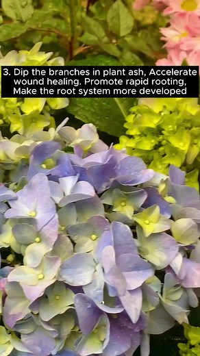 1.7K views · 12 reactions | Three ways to prevent root rot #backyardgardening #gardeninglife #vegetablegardening #vegetablegarden #gardeningtips #gardeninglove #organicgardening #gardensofinstagram #gardenideas #urbangardening #gardeningistherapy #gardeninggoals #homegardening #gardeninspiration #lovegardening #gardeningisfun #countrygarden #veggiegarden #happygardening | Garden Soothing | Facebook