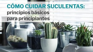 >>> Cómo cuidar suculentas: 6 consejos básicos para principiantes <<<