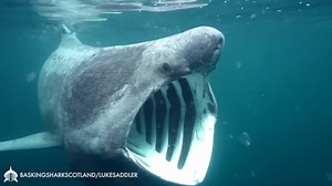 What happens when a rare shark starts turning up in fishing nets