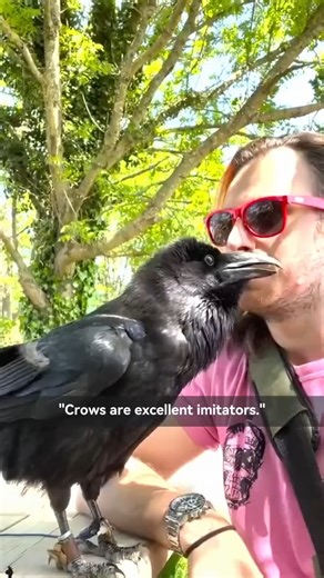 Crow Lover | Crows' ability to mimic is far beyond your imagination Follow me @crow_worlds 📷 Video by loverparrot6 tik tok (DM for credit or removal/... | Instagram
