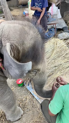 “One of the cutest elephant videos on the internet today 🐘😍” #babyelephant #vairalshort #trending