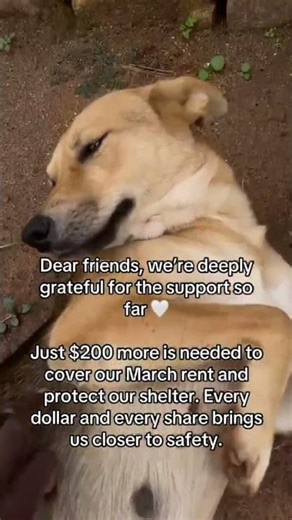 Donation link in bio - Every bit counts ❤️🙏#trending #viral #youtubeshorts