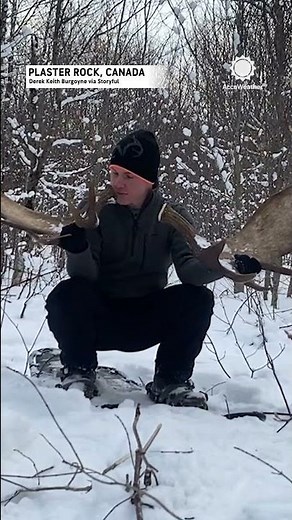Rare glimpse of moose shedding antlers caught on camera