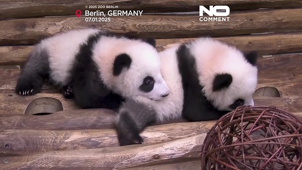 Berlin Zoo's new play area for baby pandas
