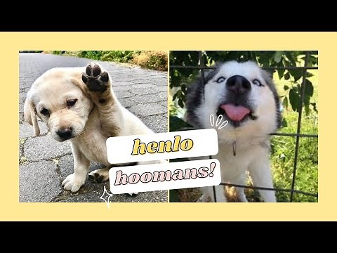Cute Dogs: Who Just Wanted To Say Hello