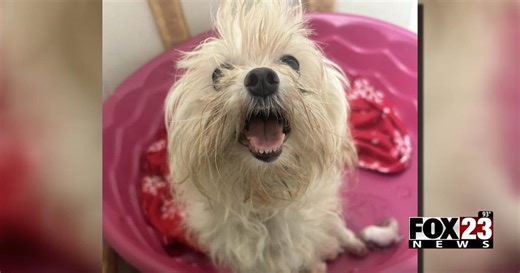 Humane Society of Tulsa says more than 300 rescued Maltese dogs in their care are improving