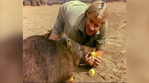 Bindi Irwin on Instagram: "My parents’ dedication to making the world a better place has inspired me since I can remember. Together they created the nonprofit organisation ‘Wildlife Warriors’ to protect wildlife and wild places around the world. Through Wildlife Warriors and Australia Zoo we have protected nearly half a million acres of conservation property in Australia. We have cared for over 94,000 wildlife patients at our Australia Zoo Wildlife Hospital with the goal of giving each animal a 