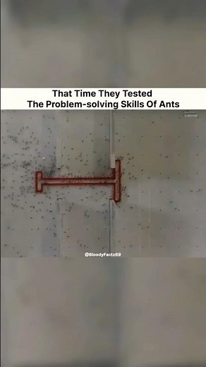 That time they tested the problem-solving skills of ants.