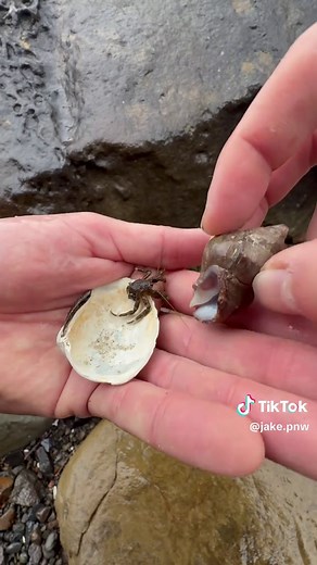 You Need to Check This Out‼️😱 On the Oregon coast, there’s a full housing market happening inside the tidepools. Hermit crabs don’t grow their own shells. Their back half is soft and totally unprotected, so they rely on empty snail shells for survival. As they grow, they have to upgrade. But the shell has to be the perfect size. Too small and they can’t tuck in fully. Too big and they drag extra weight, move slower, and become easy prey. Here’s the crazy part… when a new empty shell shows up, m