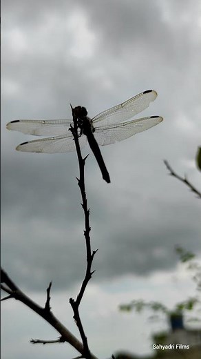 Dragonfly - The Fastest Flying Beautiful Insect