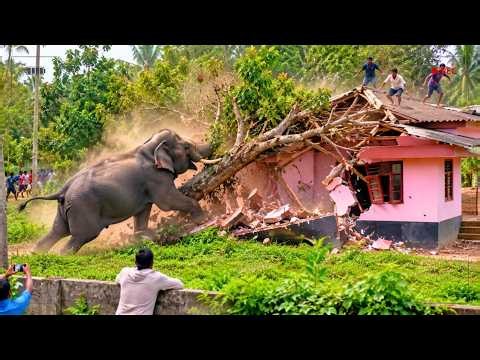 50 Most Viral Animal Moments Caught On Camera | Brutal Animal Attacks | Animal Moments #29
