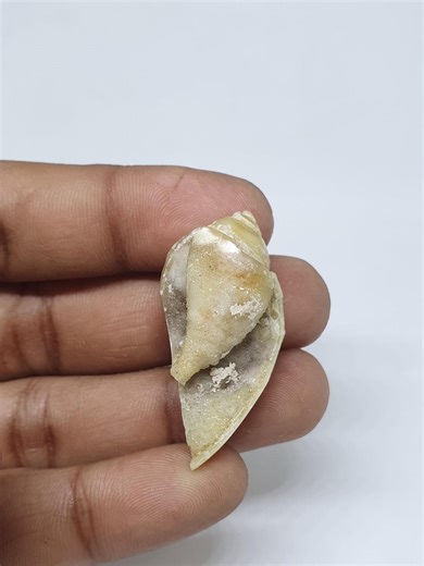 Gastropod Crystallized Fossil Shell Beautiful Gastropod Crystallized Fossil Shell Rare Gastropod Crystallized Fossil Shell for Jewelry - Etsy