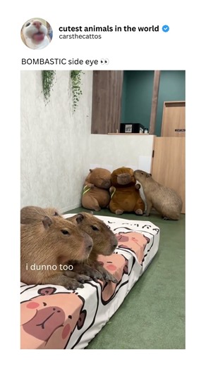 The Secret World of Capybaras REVEALED! #capybara #cute #funny