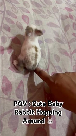 “Cute Baby Rabbit Hopping Around 🐰 | Adorable Bunny Shorts”. #BabyRabbit #BunnyVideos #CuteBunny