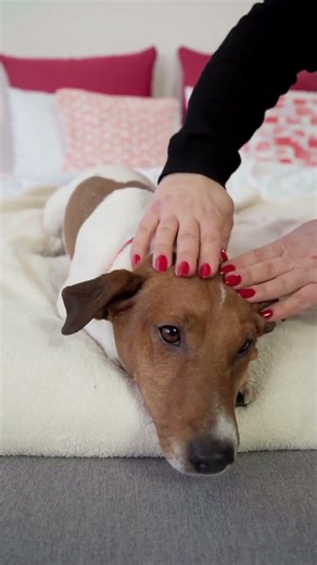 Why Dogs Sigh 😴 Are They Sad or Happy?