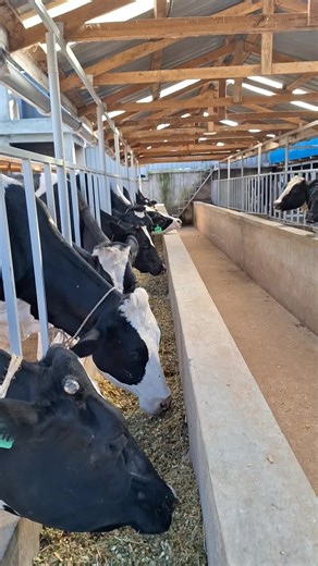 Building a Shed for Cattle: Transformation and Design
