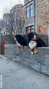 12K views · 375 reactions | Adorable cute puppies will make you smile Partner: sarahclark85 TT: https://www.tiktok.com/@sarahclark85 | Bored Panda Animals | Facebook