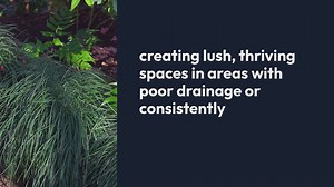 Bog Garden Design Tips