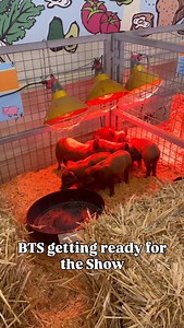 The Show starts tomorrow!✨ Our teams have been busy behind the scenes getting everything ready to welcome you back to the 2025 Royal Adelaide Show🎡 Are you ready to go? | Royal Adelaide Show