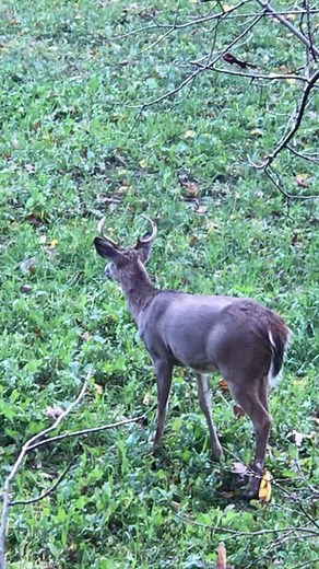 Young buck grunt call #wait #for #it #deer #hunting #buck #outdoors