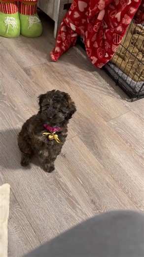 An early Christmas Present🎁 She’s already potty-trained😍🐩 #LucyLu | Tracy Martin