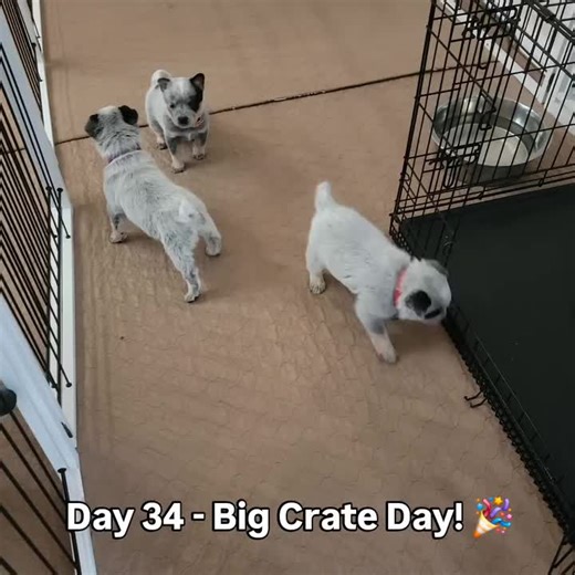 Day 34 - Skye's Litter was away so the littles got to play! Introduction to the big crate. 🙌🎉🙌 Belle and Bear Litter 01.29.26 #rundownranchcattledogs #acd #DogLife #Puppies #DogsofTikTok