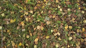 A large number of poisonous toadstools in a clearing in the woods. Stock Video