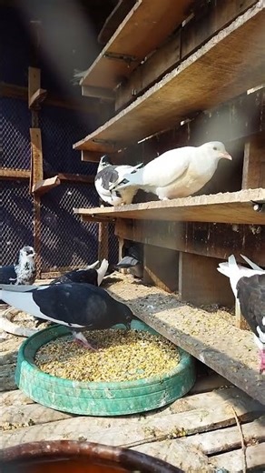 Funny Pigeon Gang Eating Together – Care Tips Inside 🕊️🤣 #shorts #kabootar #kabutar #animals #funny