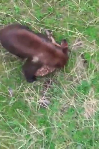 Heartbreaking, Bear kills fawn #shorts