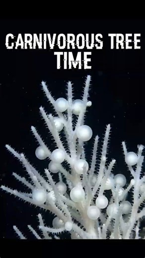 The Ping Pong Tree Sponge Cute but Deadly ⚪💀 #Shorts