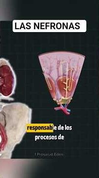 NEFRONAS - células especializadas en eliminar desechos metabolicos