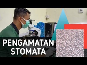 Pengamatan Stomata (Free hand sections, Cetakan dan Whole mount)