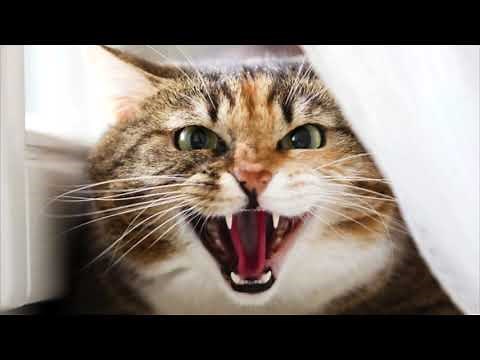 Cat Hissing Sound Effect Free Download