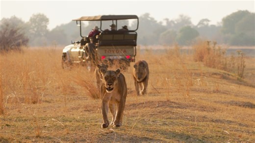 Wildlife, warmth, and genuine connection — that’s the Lion Camp experience. It’s the energy of the valley, the heart of our team, and the magic of the wild all in one place. info@lioncamp.com | www.lioncamp.com #LionCampZambia #SouthLuangwa #SafariExperience #ZambiaWildlife #TravelAfrica #NatureUnfiltered | Lion Camp Zambia