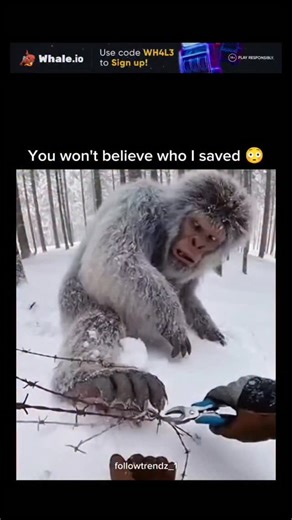 TrendsOnly | The post shares a 15-second video of a hiker using bolt cutters to free a realistic-looking Yeti-like creature from barbed wire in a snowy... | Instagram