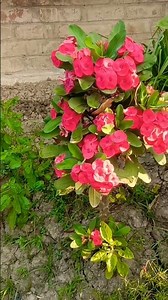 🥰🙈🙄amar bondhu maya jadu jana🙈🙄🥰#youtubeshorts #trending #viralvideo #stutes #song