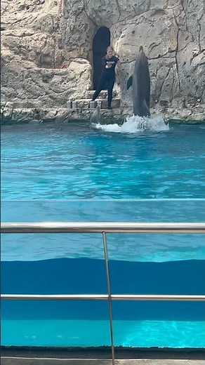 Dolphin show at the Texas State aquarium in Corpus Christi, Texas!