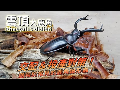 【山林蟲坊】雲頂大鹿角的交配與投產對策 | Rhaetulus didieri: The Strategy of Mating and Reproduction