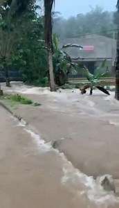 Leslie Baron - Purca on Reels